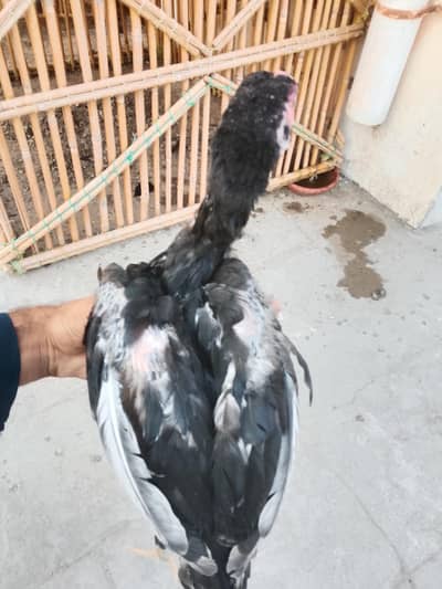 Pure Mushka aseel chick  FOR SALE " HOME BREED "