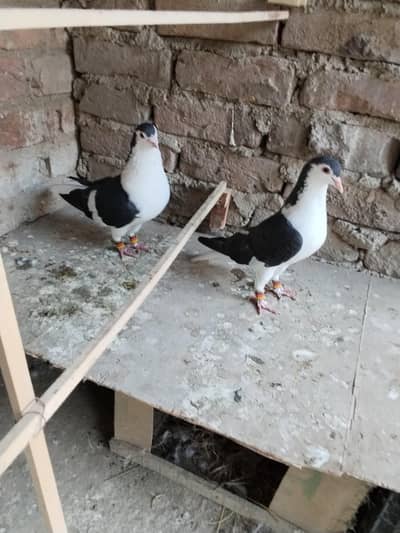 breeder pairs