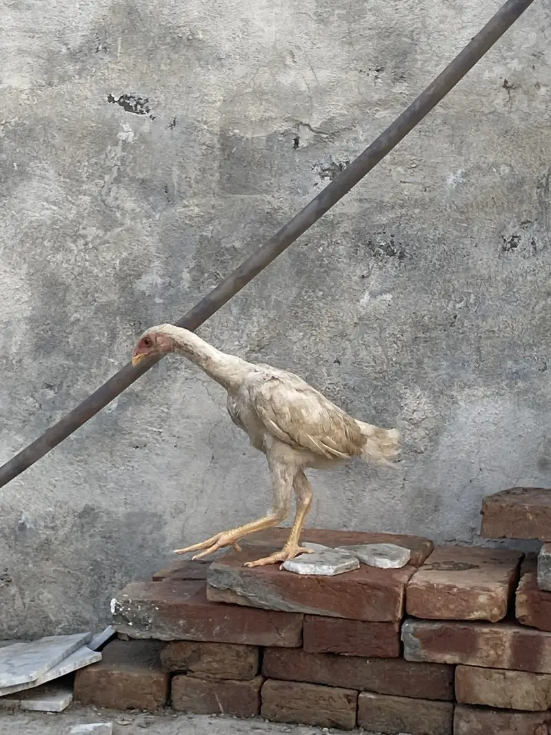 Shamo chiks — photo 2