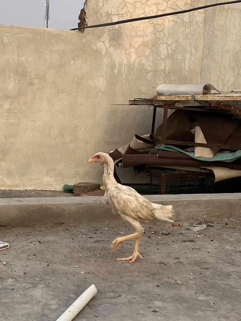 Shamo chiks — photo 3
