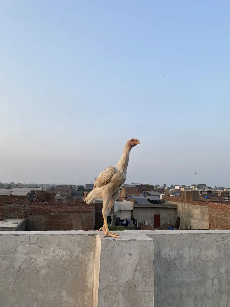 Shamo chiks — photo 5