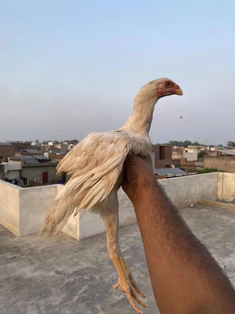 Shamo chiks — photo 7