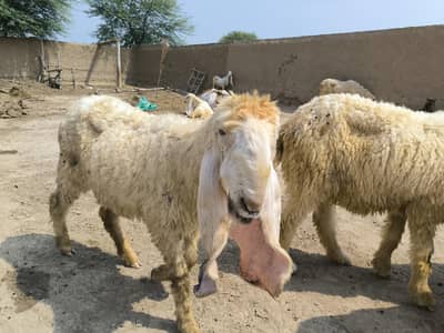 Goats and kajla for sale
