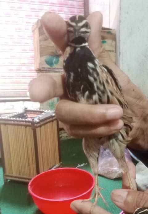 Chinga Bater 1