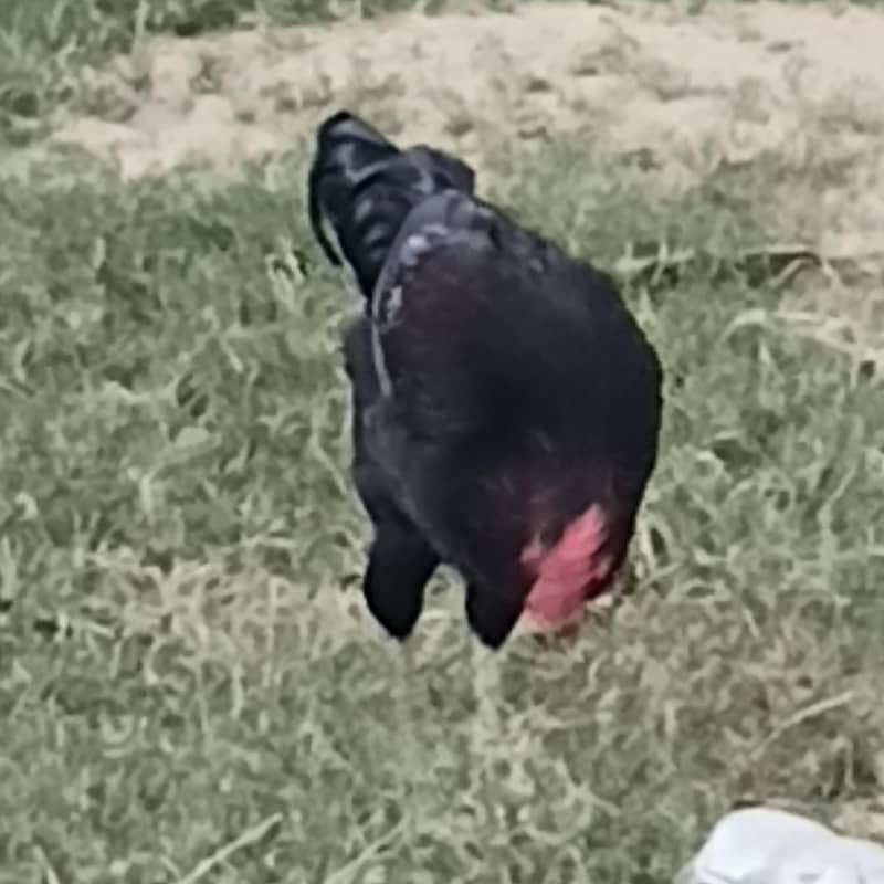 Misre Black 5