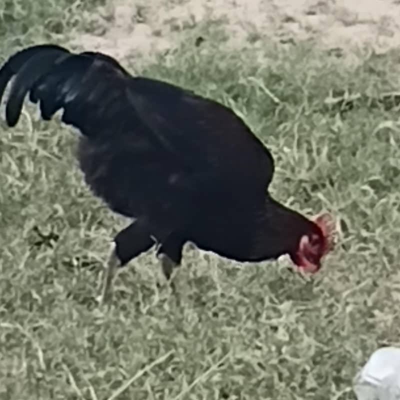 Misre Black 8