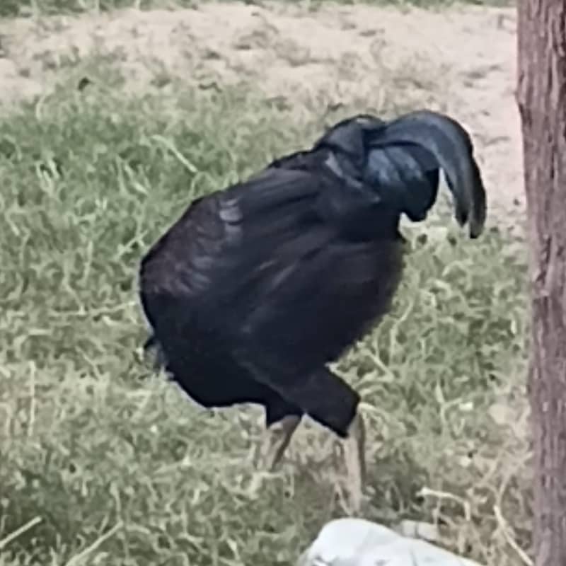 Misre Black 9