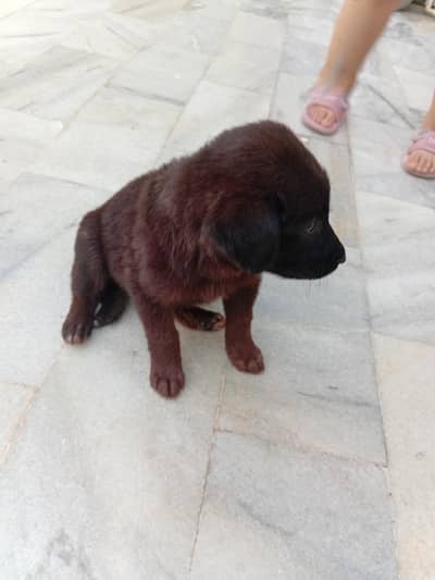 German Shepherd Black