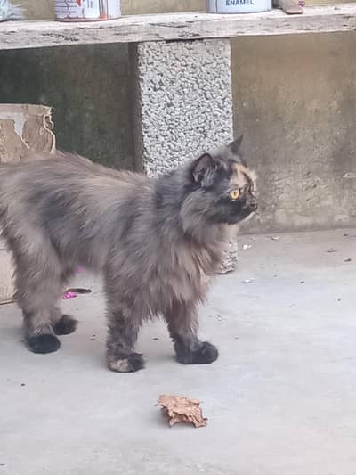 beautiful   long hair persian cat