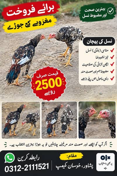 گھر کے نسلی مرغے میل مرغے پانچ عدد
