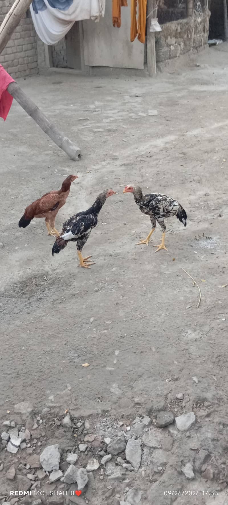 گھر کے نسلی مرغے میل مرغے پانچ عدد 2