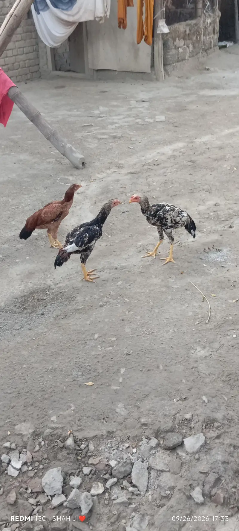 گھر کے نسلی مرغے میل مرغے پانچ عدد — photo 3