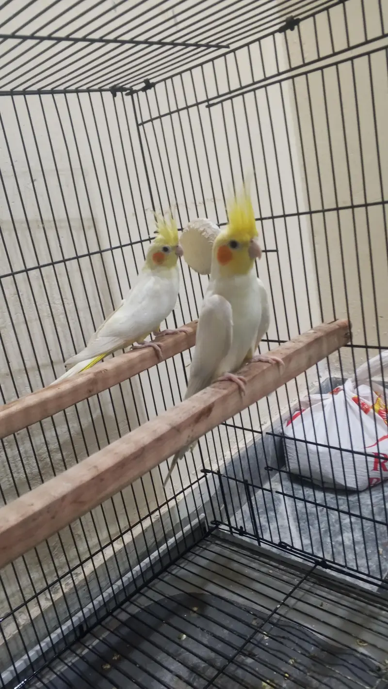 Latino cocktail parrot — photo 2