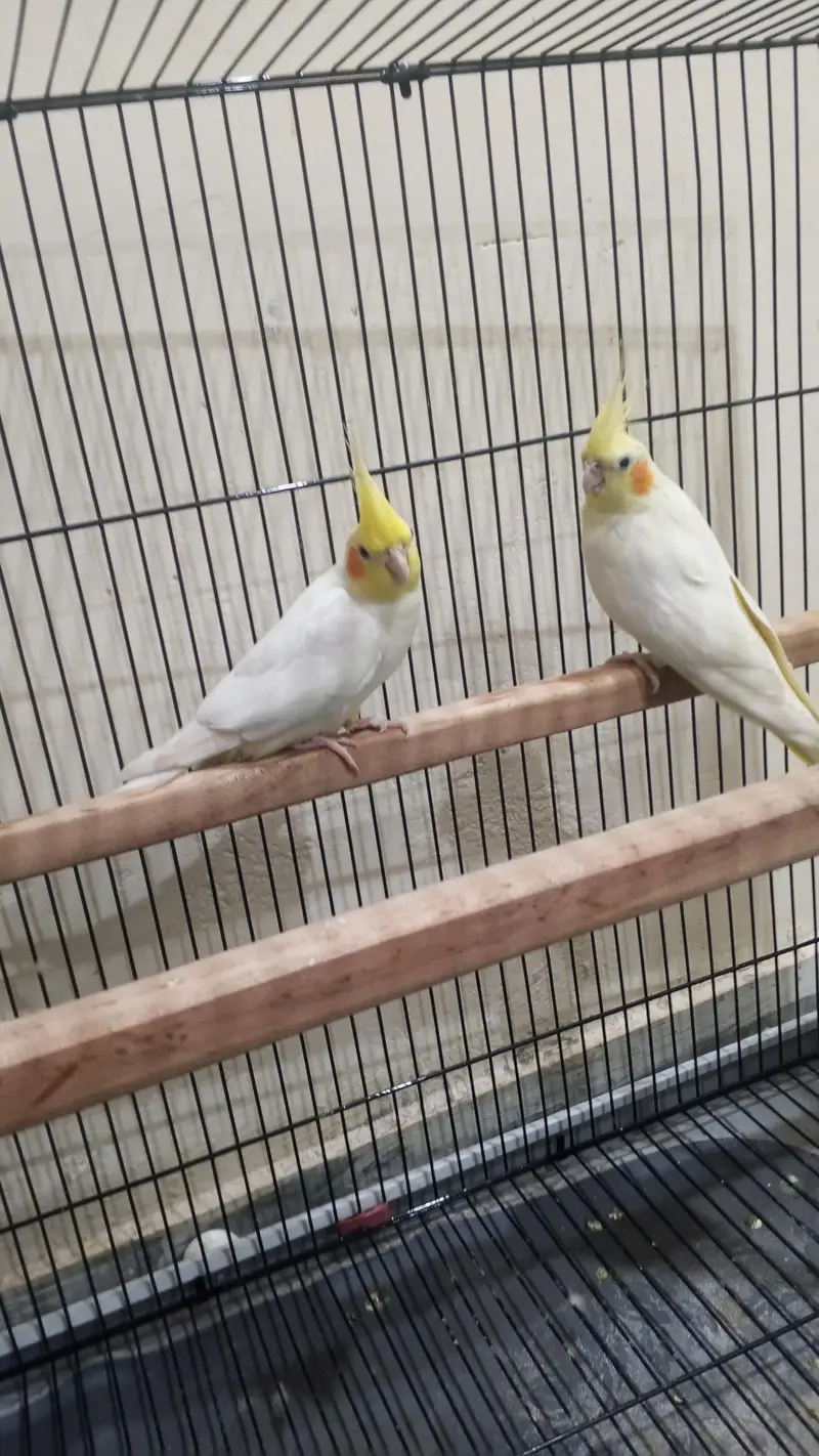 Latino cocktail parrot — photo 3