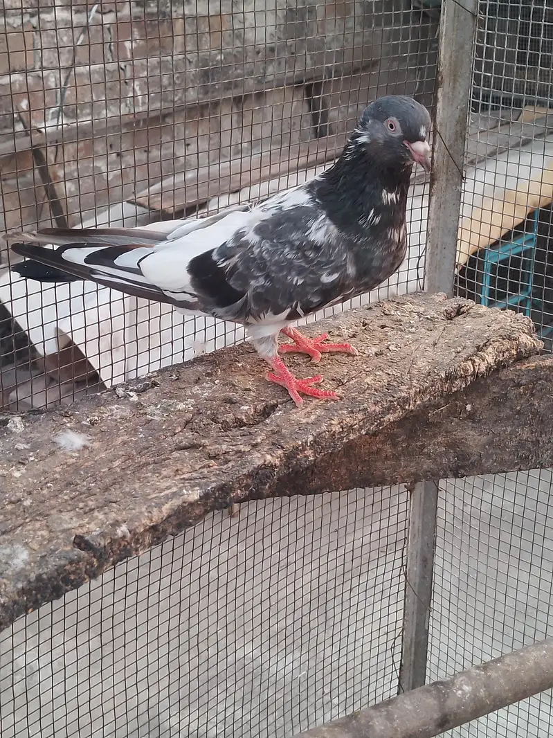 golden female breeder — photo 3