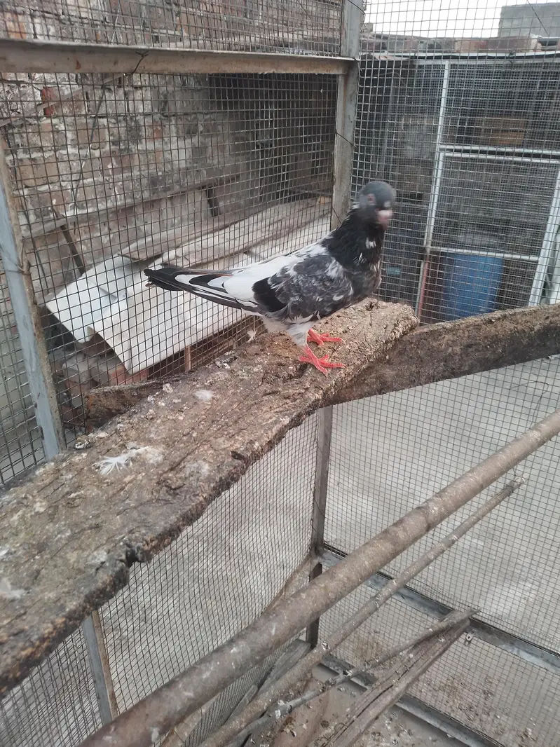 golden female breeder — photo 11