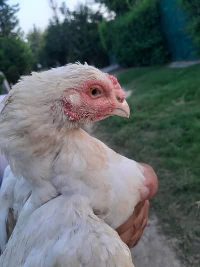 heera Aseel female