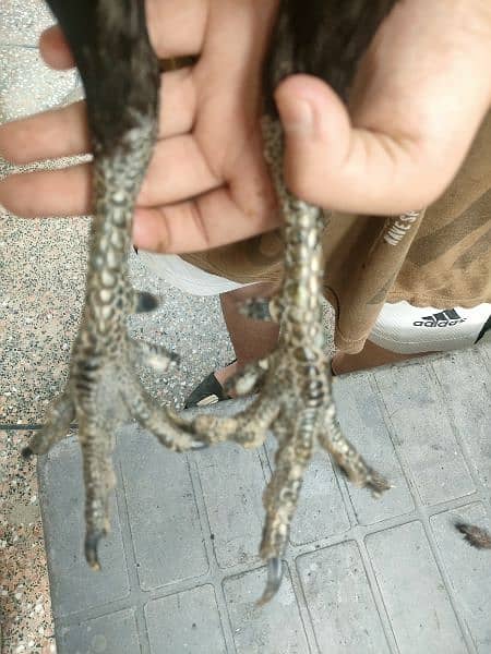 dragon 4