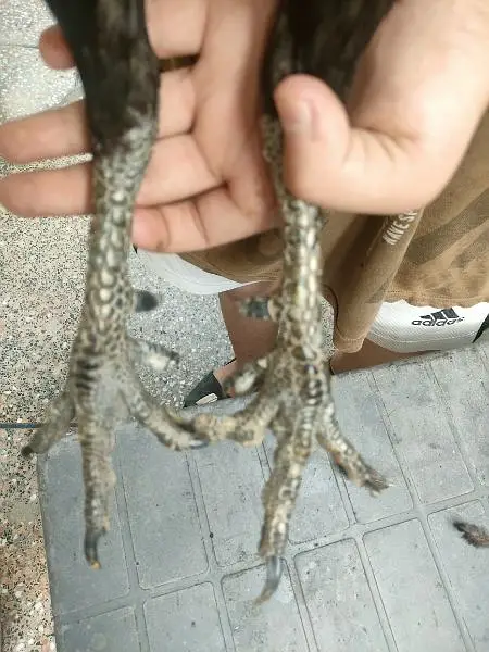 dragon — photo 5
