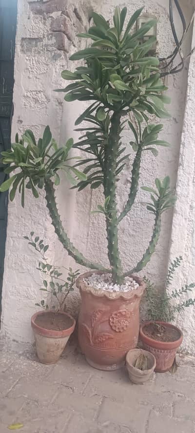cactus plant