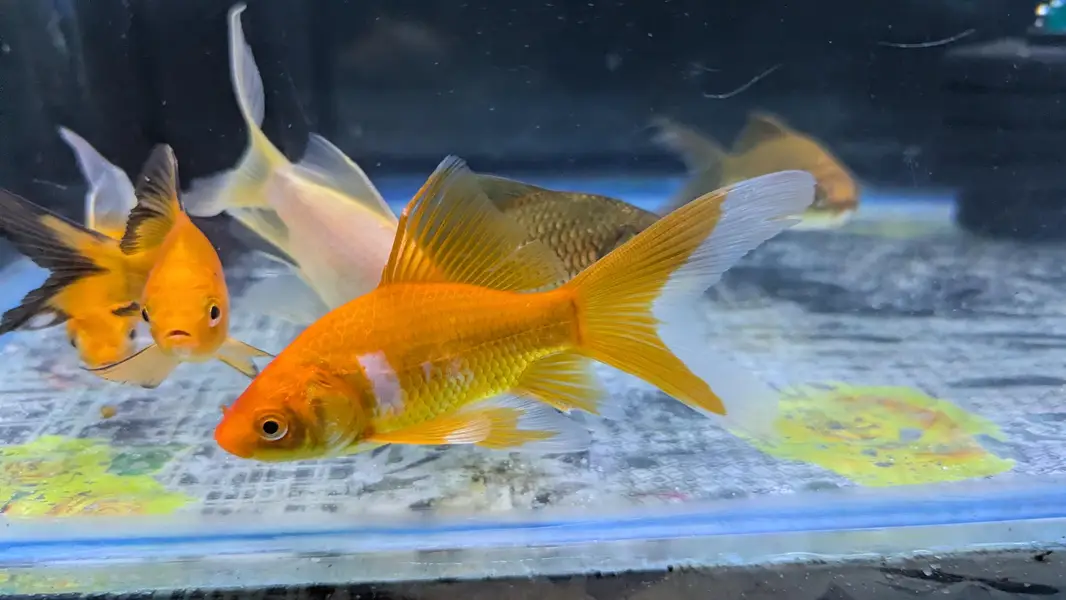 HighFin Shabankin — photo 2