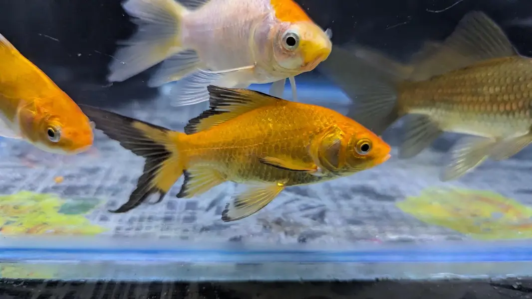 HighFin Shabankin — photo 4