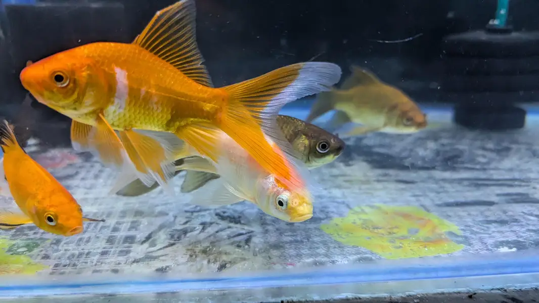 HighFin Shabankin — photo 5