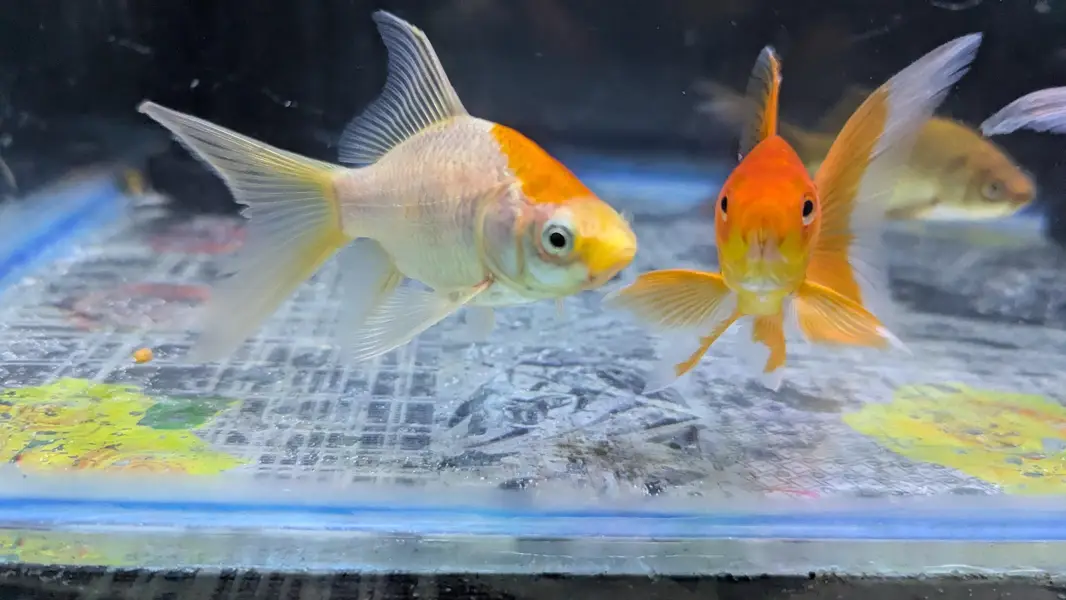 HighFin Shabankin — photo 6