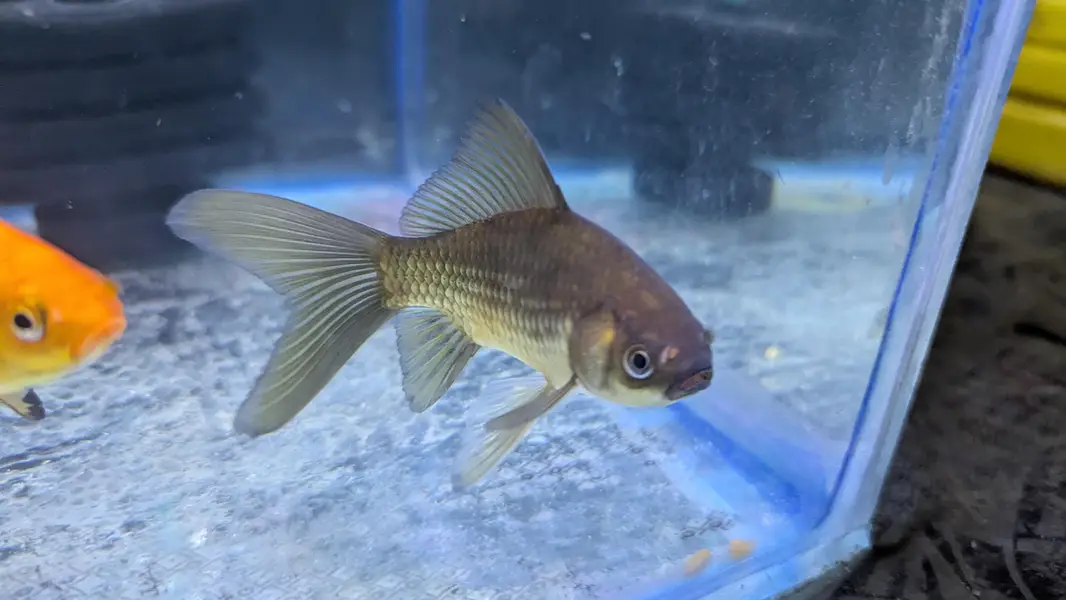 HighFin Shabankin — photo 7