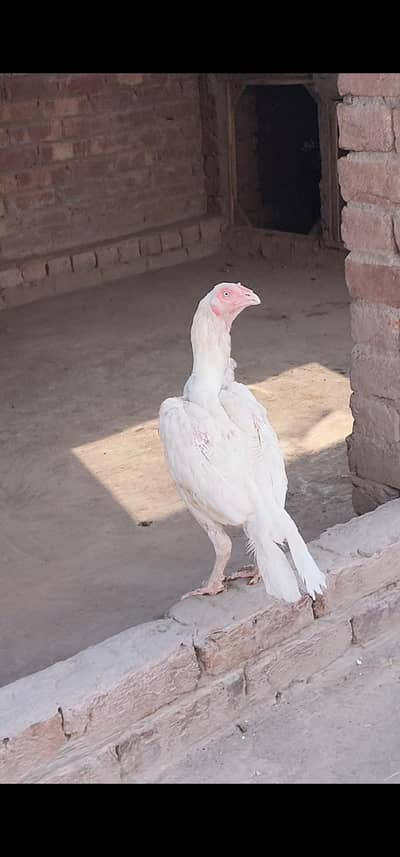 Aseel Paper white Heera female bloodline
