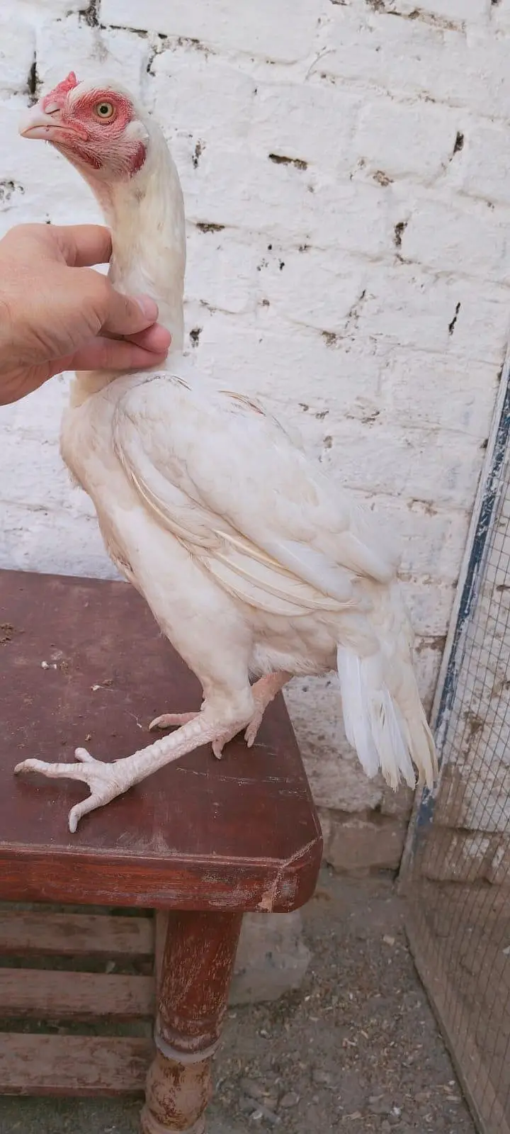 Aseel Paper white Heera female bloodline — photo 2