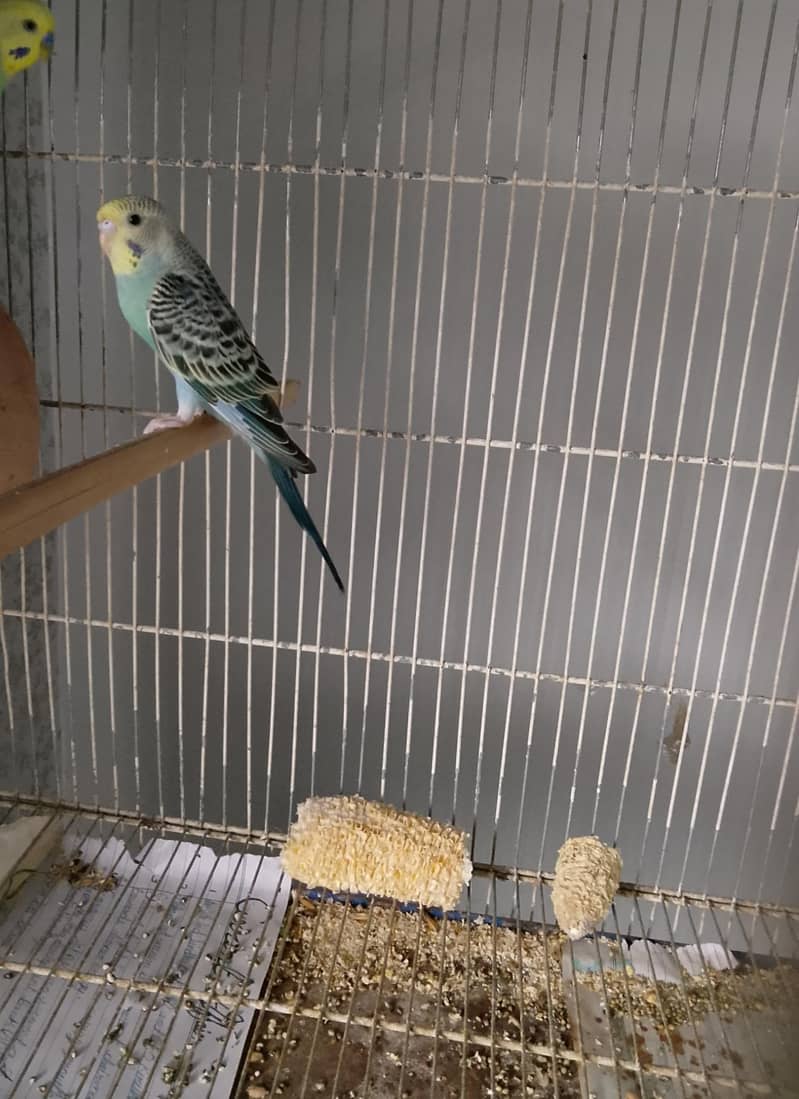 BUDGIES 1