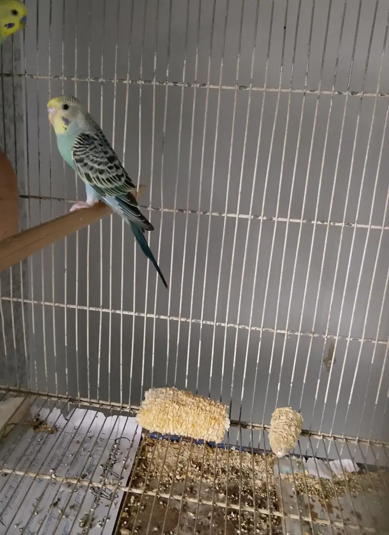 BUDGIES — photo 2