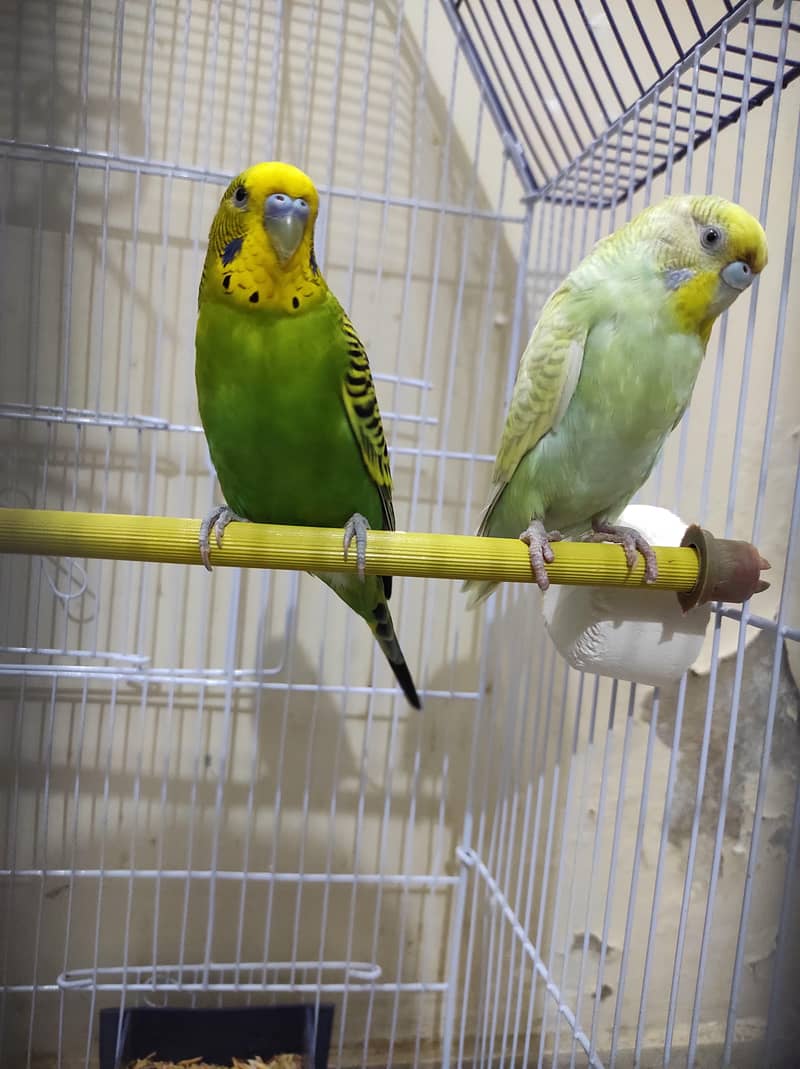 BUDGIES 2