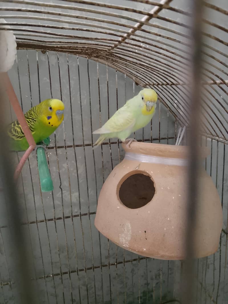 BUDGIES 3