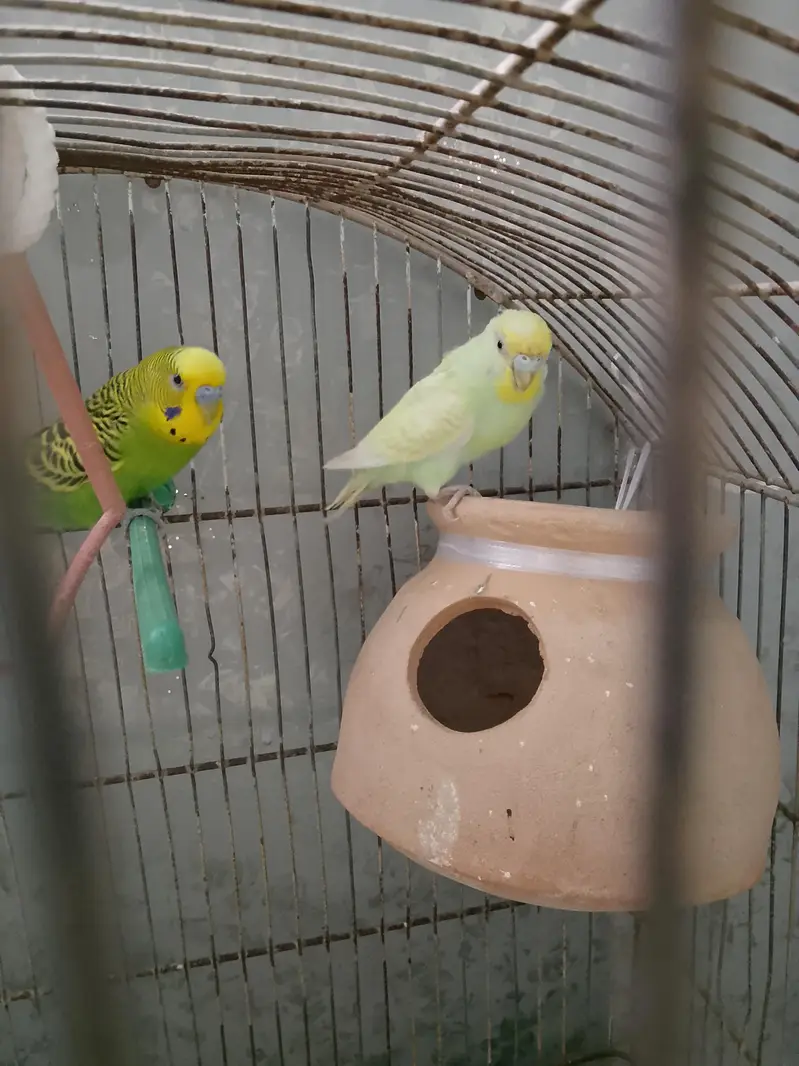 BUDGIES — photo 4