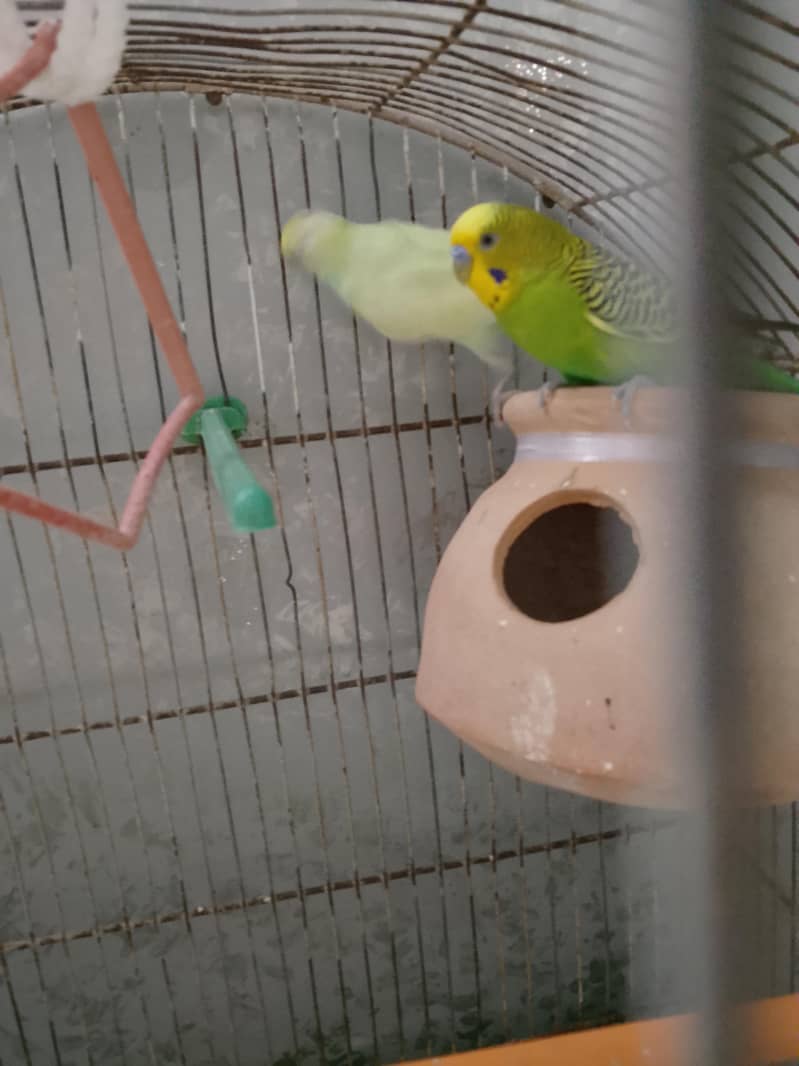 BUDGIES 4