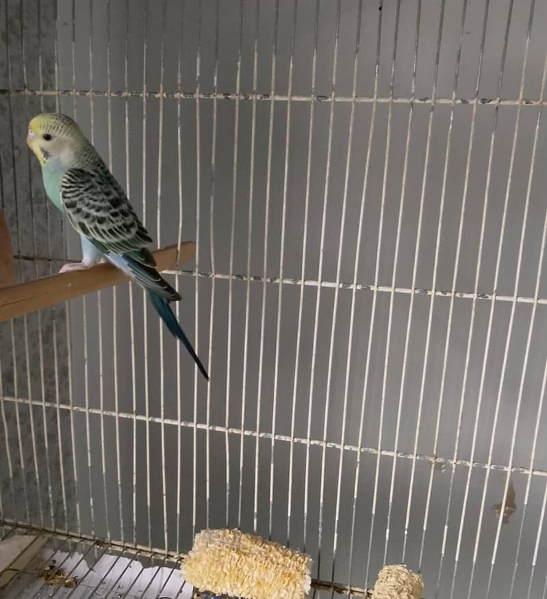 BUDGIES 5