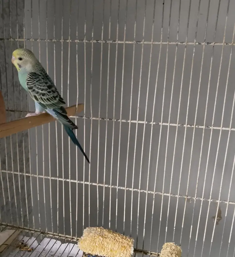 BUDGIES — photo 6