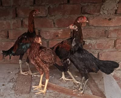 Aseel Thai burmi crossi male female 6 piece
