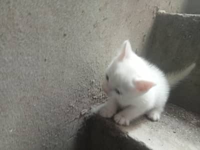 cat parsion child