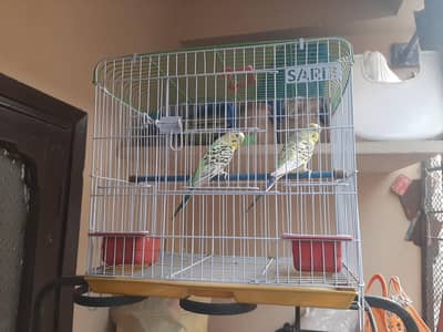 Lemon TCB Budgie