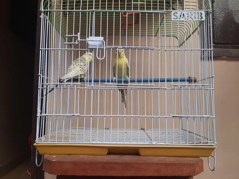 Lemon TCB Budgie — photo 3