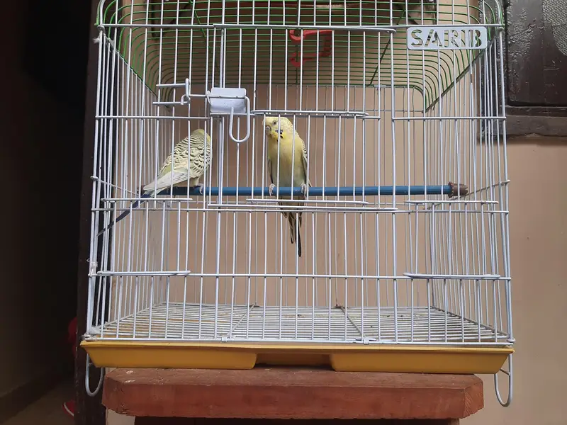 Lemon TCB Budgie — photo 4