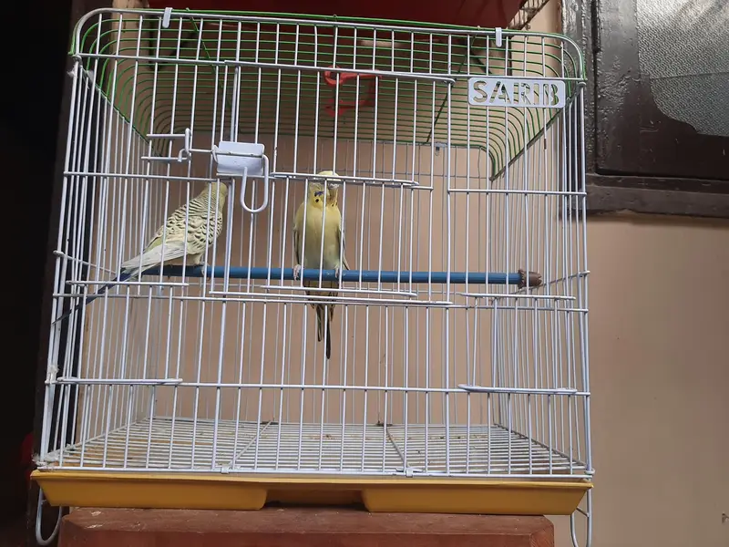Lemon TCB Budgie — photo 5