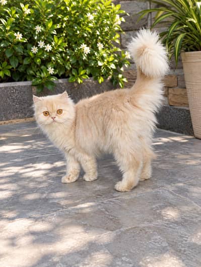 Beautiful Tripple coated Female Adult