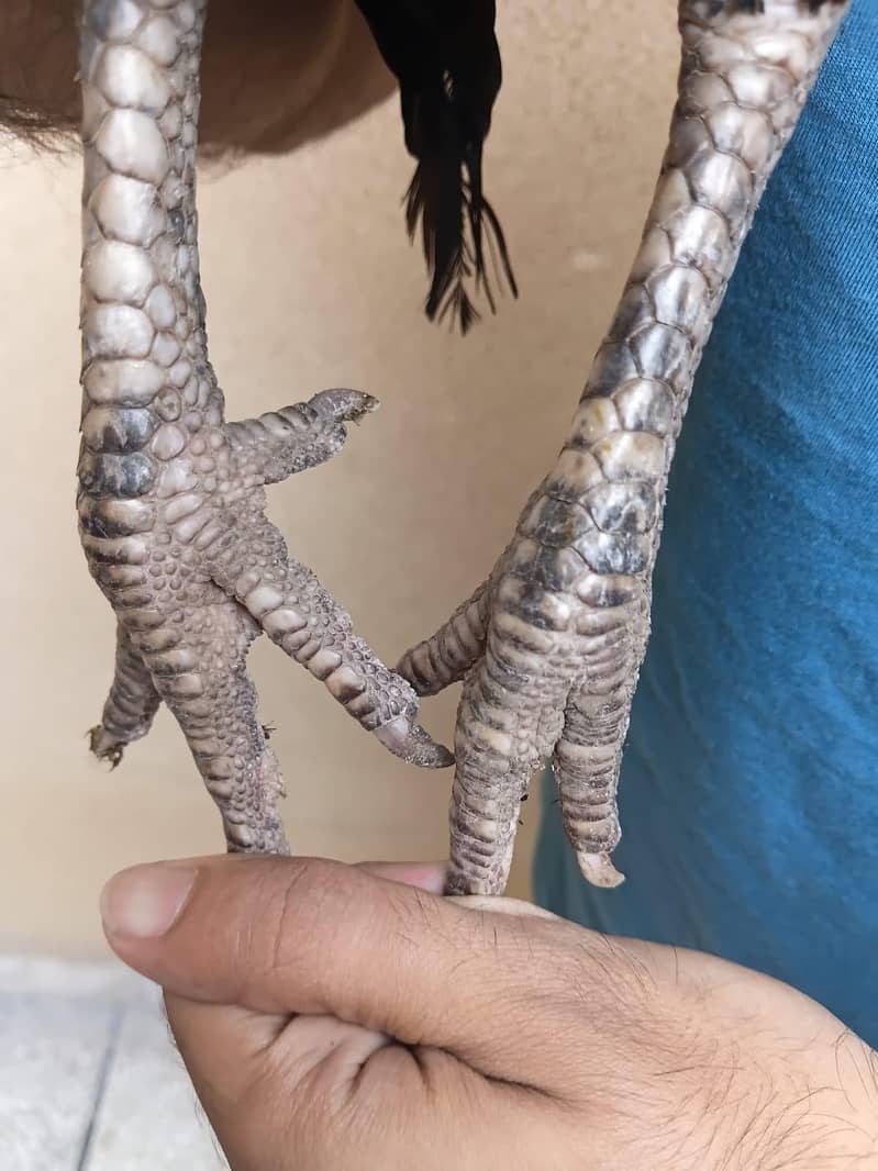 Aseel Pair 4