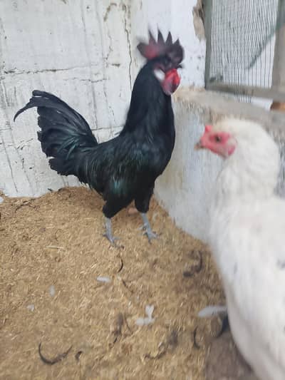 ayam semani crose male