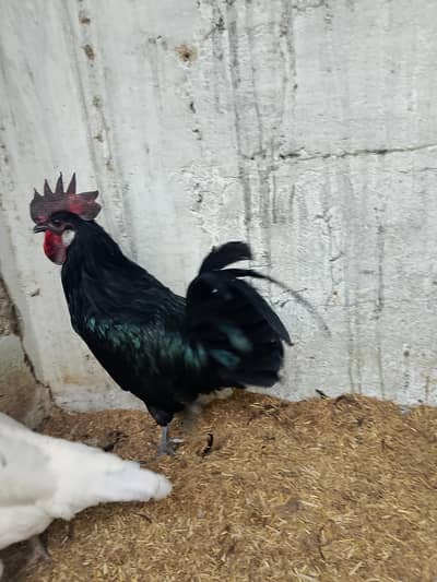 ayam semani crose male