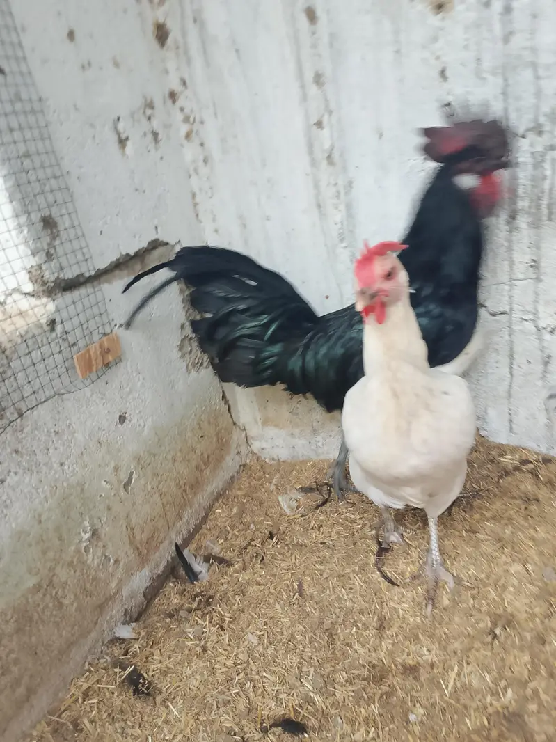 ayam semani crose male — photo 3
